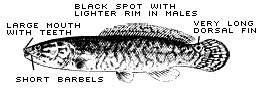 Bowfin