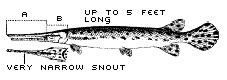 Longnose Gar