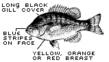 Redbreast Sunfish
